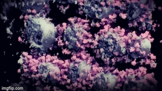 [Video]Hình ảnh 3D của virus Corona