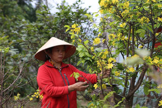 Mai ở Kỳ Nam nở sớm, người trồng lo mất Tết