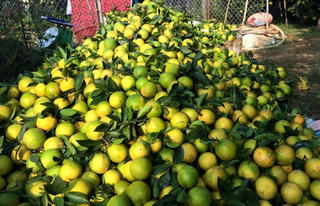 Cao Phong – Hòa Bình: Nhiều hộ trắng tay do bão lũ