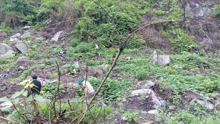 Thuê người phá rừng, cán bộ huyện bị phạt 41 triệu đồng