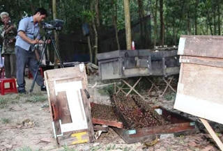 Nuôi ong có lợi, vì sao dân phản ứng?