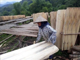 Trồng rừng gắn với  chế biến lâm sản