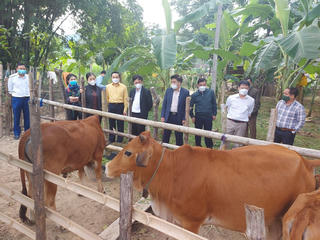 Nuôi bò sinh sản giúp nhiều hộ dân thoát nghèo