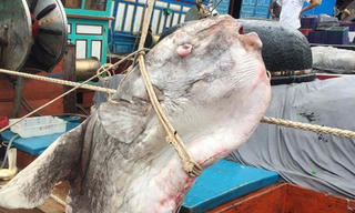 Ngư dân bắt được cá Mặt Trăng nặng gần 1 tấn