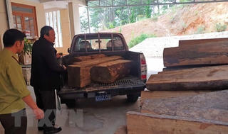 Lâm Đồng: Phát hiện xe chở gỗ lậu