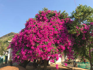 Trồng hoa giấy