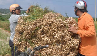 Tỏi Lý Sơn bị ế?