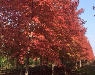 Hà Nội trồng phong lá đỏ trên các tuyến phố