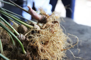 Sâm Ngọc Linh thành sản phẩm quốc gia