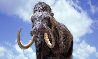 Động vật có bộ não lớn dễ bị tuyệt chủng