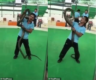 Nghệ sĩ biểu diễn rắn bất ngờ bị hổ mang tung cú cắn chết người