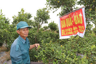 Nông dân ‘vựa quất’ lớn nhất Thanh Hoá lao đao trước Tết Nguyên đán