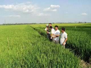 Triển khai cánh đồng mẫu lớn theo hướng VietGAP