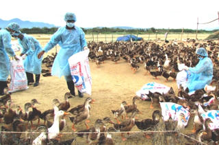 Hà Tinh tiêu hủy gia cầm nhiễm H5N1