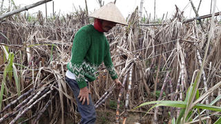 Nước mắt rơi trên cánh đồng mía