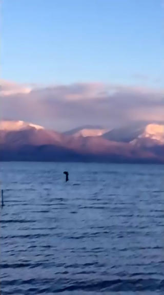 Nhìn thấy quái vật hồ Loch Ness đi nghỉ lễ Giáng sinh?