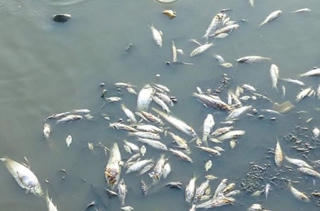 Cá chết hàng loạt vì nắng ở Campuchia