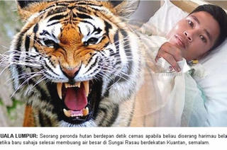 Hai chú chó dũng cảm cứu chủ thoát khỏi hổ dữ