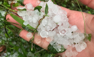 Mưa đá ở Phú Thọ, 640 ha lúa bị gãy đổ