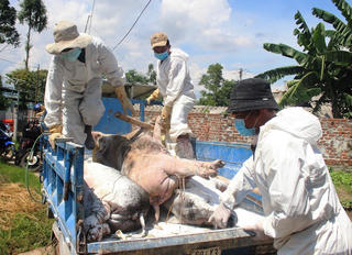 Dịch tả lợn châu Phi hoành hành ở Quảng Nam