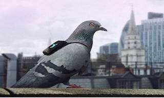 'Nhờ' chim bồ câu giám sát ô nhiễm không khí