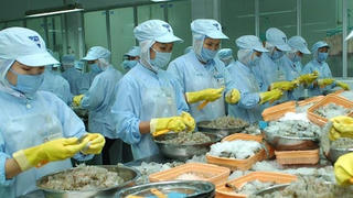 Vi phạm ATTP: Nhiều lô hàng thuỷ sản bị trả về