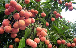 Đánh thức Khuôn Thần
