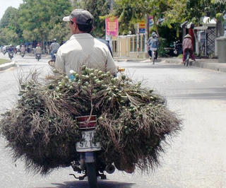 Săn lùng ráo riết cau non và trái mây rừng