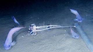 Phát hiện 3 loài cá mới sống dưới đáy đại dương