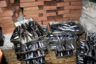 Chuyển mẫu cá nục nhiễm phenol ra Hà Nội kiểm tra