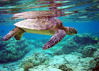 Bảo vệ rùa biển