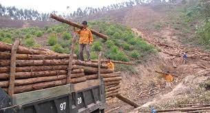 Gia Lai: Tạm giữ 2 đối tượng khai thác hơn 22 m3 gỗ hương
