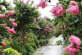 Hoa Tường vi