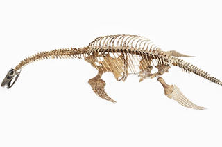Xác loài vật 150 triệu năm tuổi giống hệt Quái vật hồ Lochness