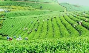 Phát triển nông nghiệp xanh