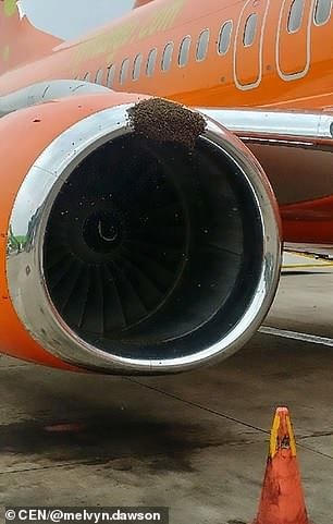 Hoãn chuyến vì hàng vạn con ong bám trên động cơ