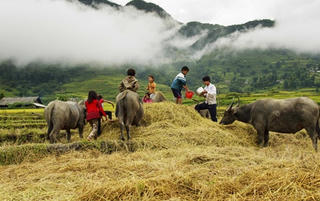 Cốm Tú Lệ