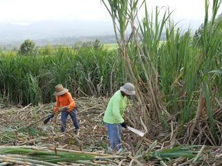 Mía đường vẫn ‘bất an’ trước làn sóng nhập khẩu