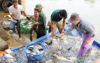 Bắc Giang: Doanh thu từ thủy sản đạt hơn 600 tỷ đồng