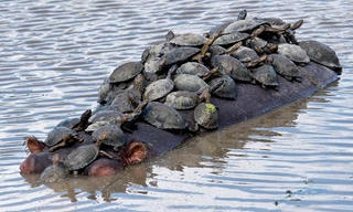 Đàn rùa chen chúc trên lưng hà mã để đi nhờ