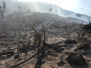 Kiểm tra, xử lý nghiêm hành vi khai thác lâm sản trái phép tại Hà Tĩnh