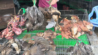 Hẩm hiu số phận chim trời