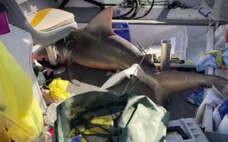 Cá mập ‘hạ cánh’ xuống thuyền người đi câu