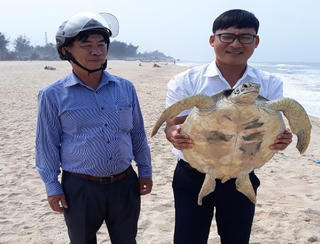 Thừa Thiên – Huế: Thả cá thể rùa quý hiếm về biển