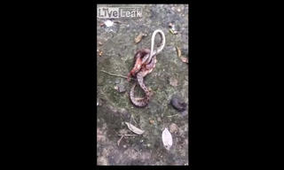 [VIDEO] Nghẹt thở xem rắn độc tử chiến với rết khổng lồ