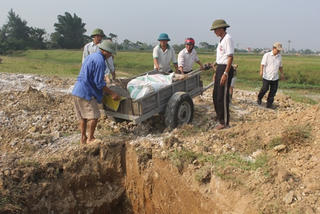 Dịch tai xanh bùng phát, người nuôi lợn điêu đứng
