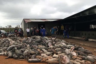 Chập điện, đàn heo hơn 1.200 con bị chết cháy