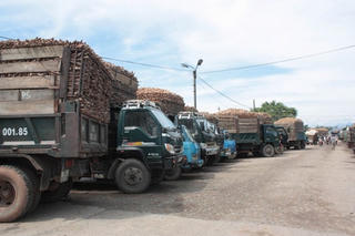 Quảng Ngãi: Quy hoạch 13.299 ha vùng mì nguyên liệu