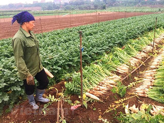 Hà Nội: 'Giải cứu' hơn 1.000 tấn củ cải trắng ế ẩm trong 5 ngày tới