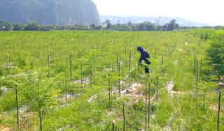 Chưa hết mắc ca lại đến chùm ngây